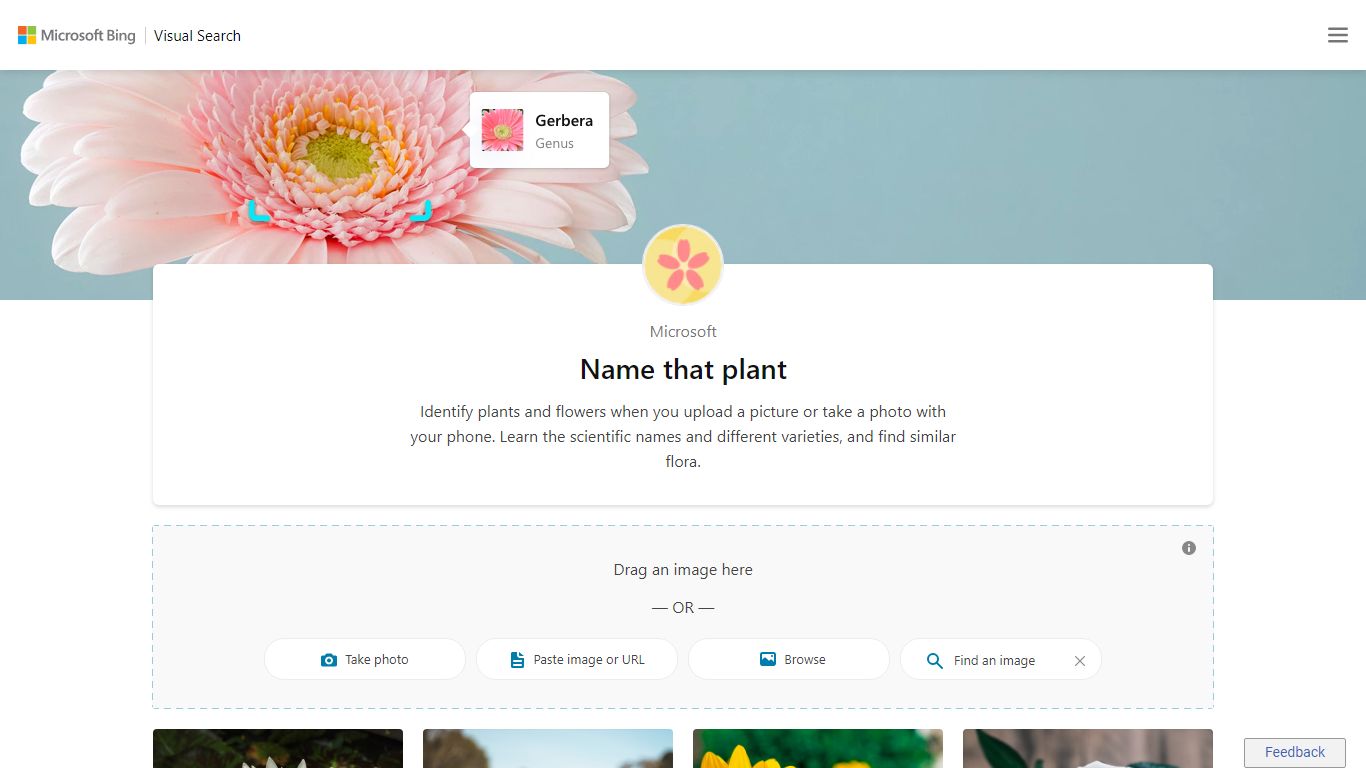Name that plant | Bing Visual Search